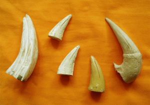 krokodilski-i-tigrovi-zabi-copy